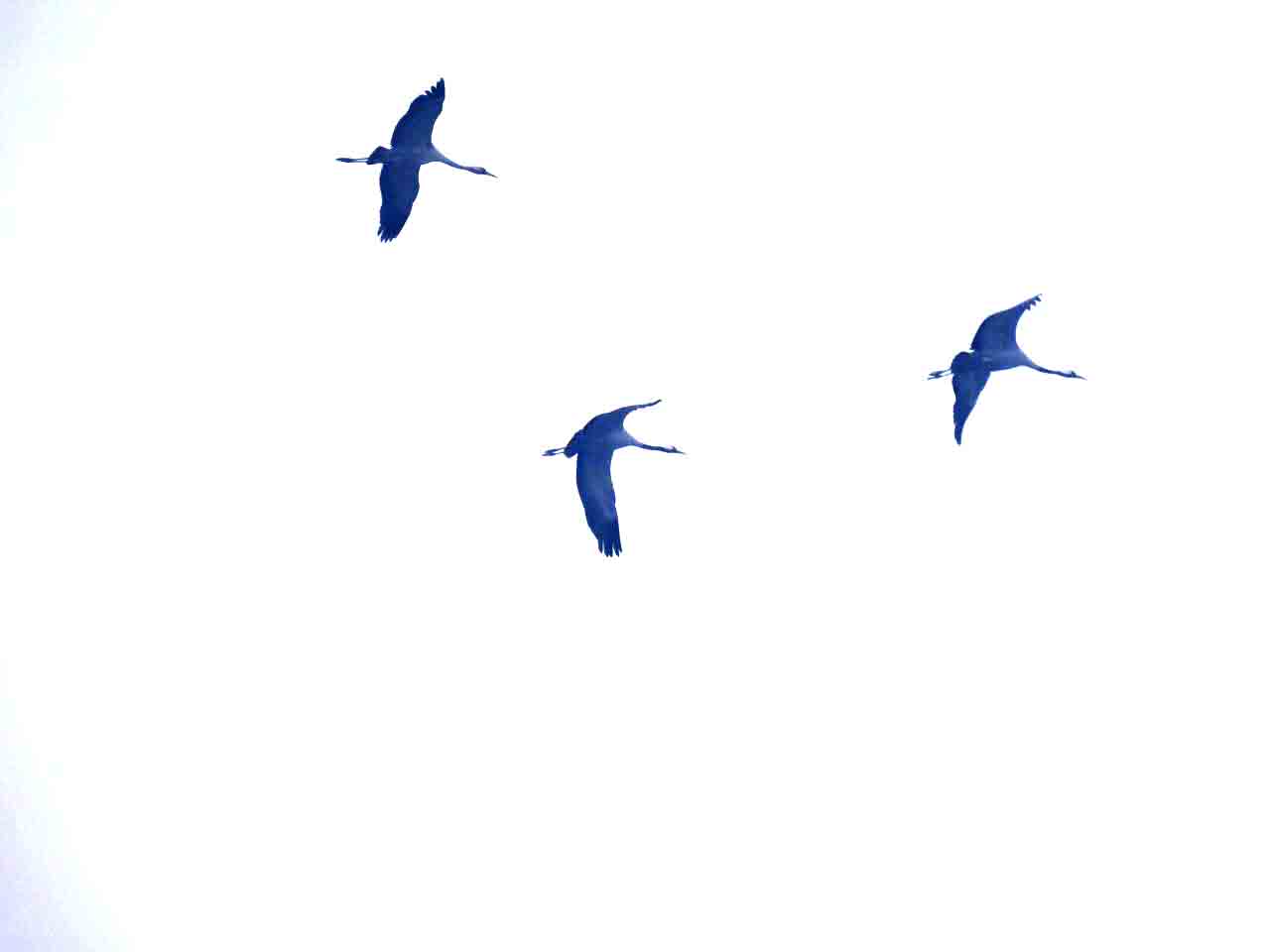 Eastern Sentinel Arunachal News