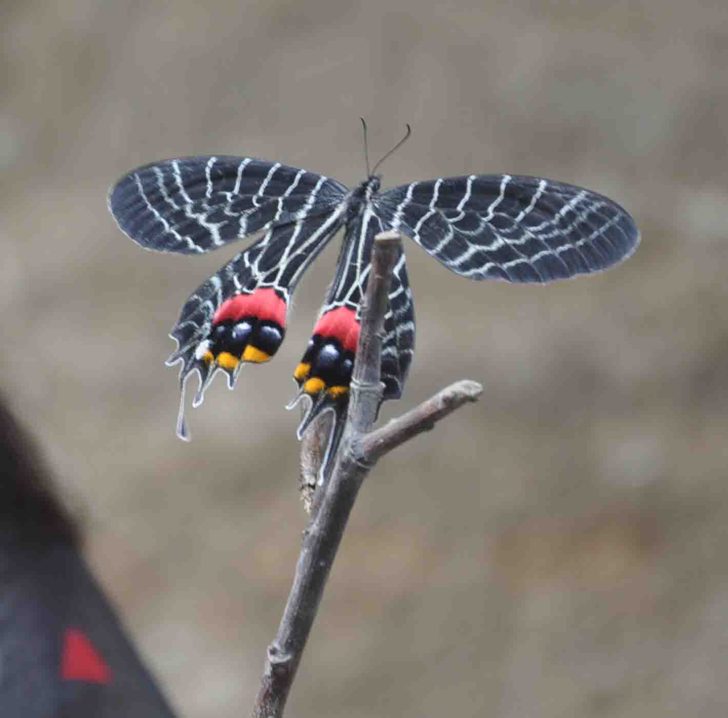 Eastern Sentinel Arunachal News