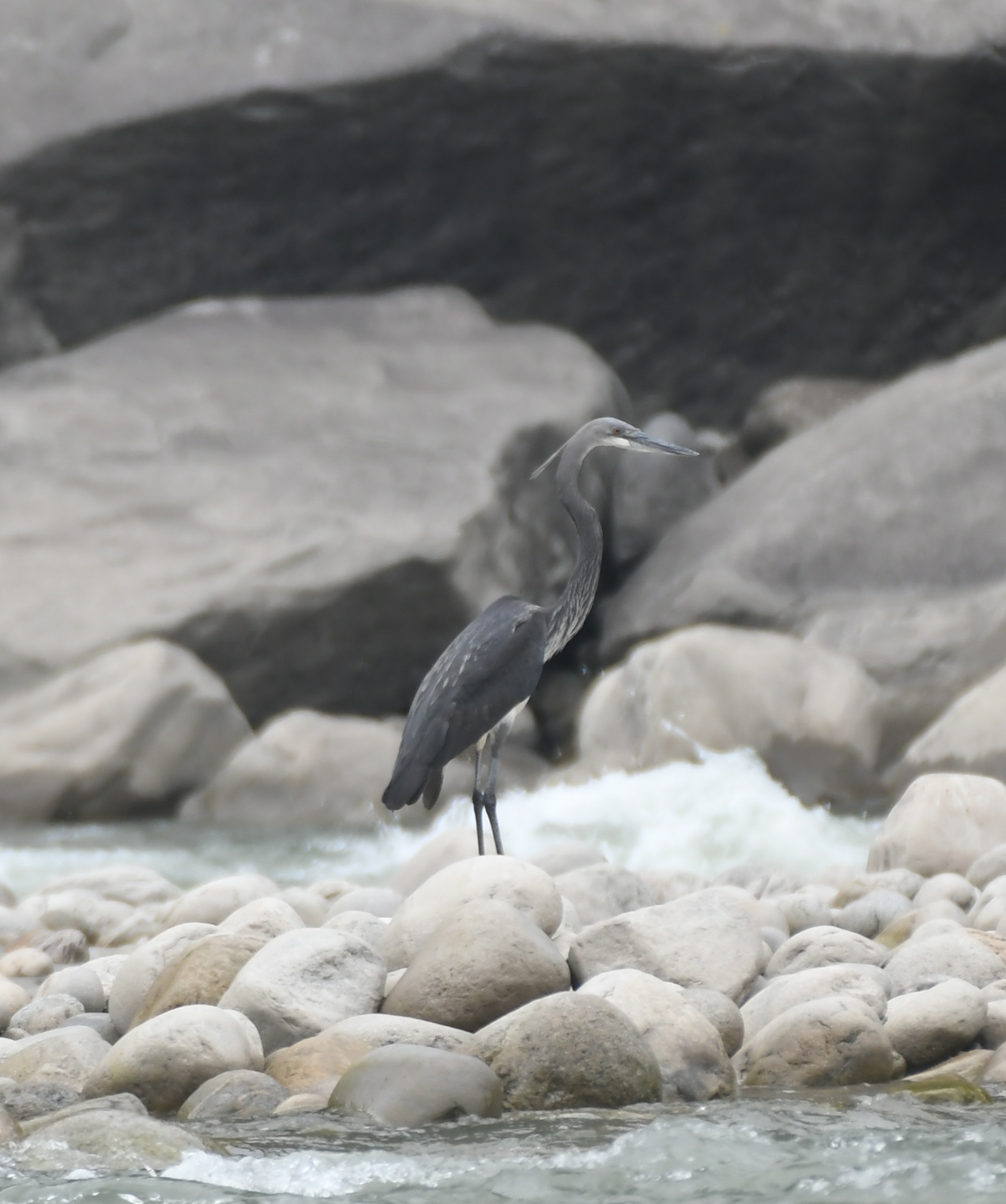 Eastern Sentinel Arunachal News