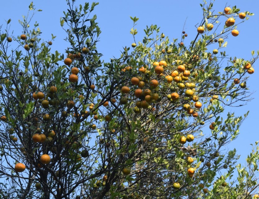 Eastern Sentinel Arunachal News