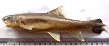 Eastern Sentinel Arunachal News