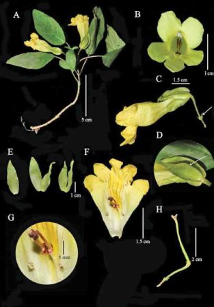 Eastern Sentinel Arunachal News