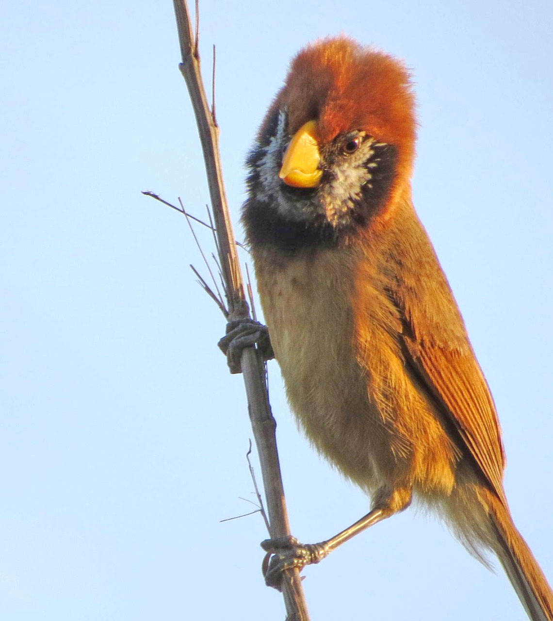 Eastern Sentinel Arunachal News