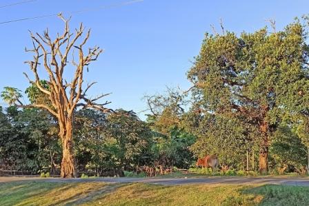 Eastern Sentinel Arunachal News