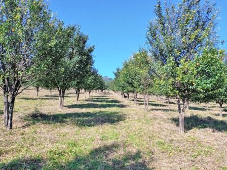 Eastern Sentinel Arunachal News