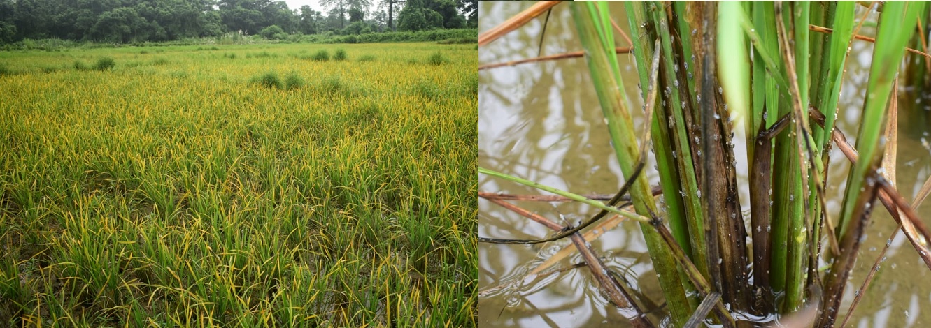 Eastern Sentinel Arunachal News