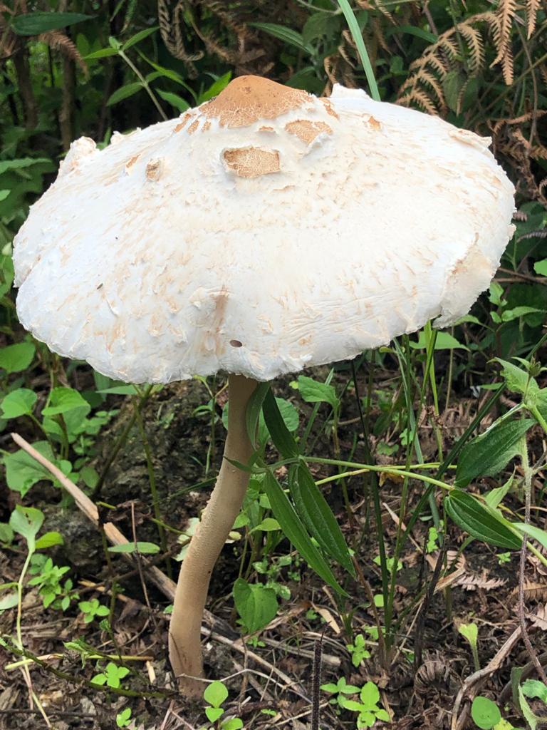 Eastern Sentinel Arunachal News