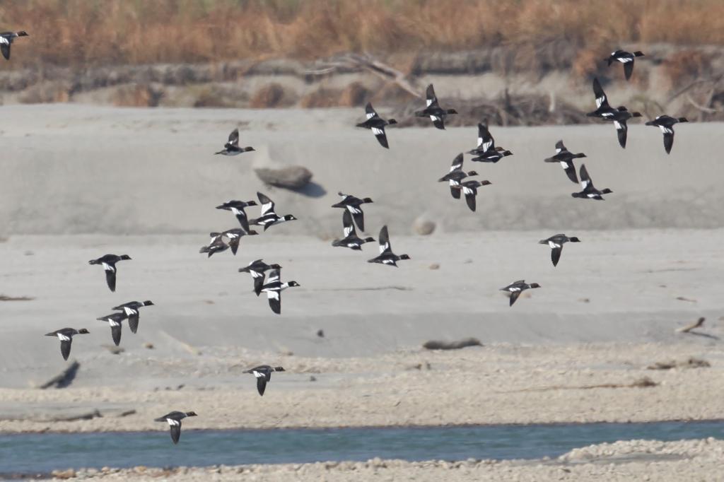 Eastern Sentinel Arunachal News