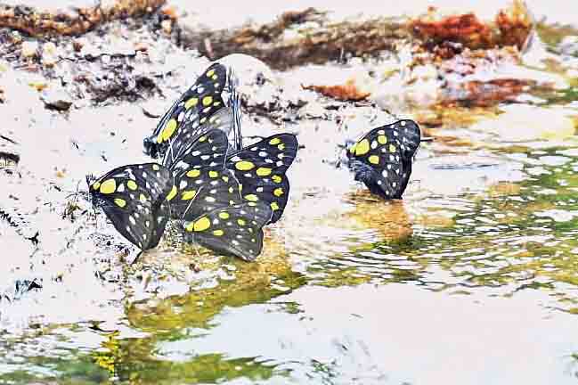 Eastern Sentinel Arunachal News